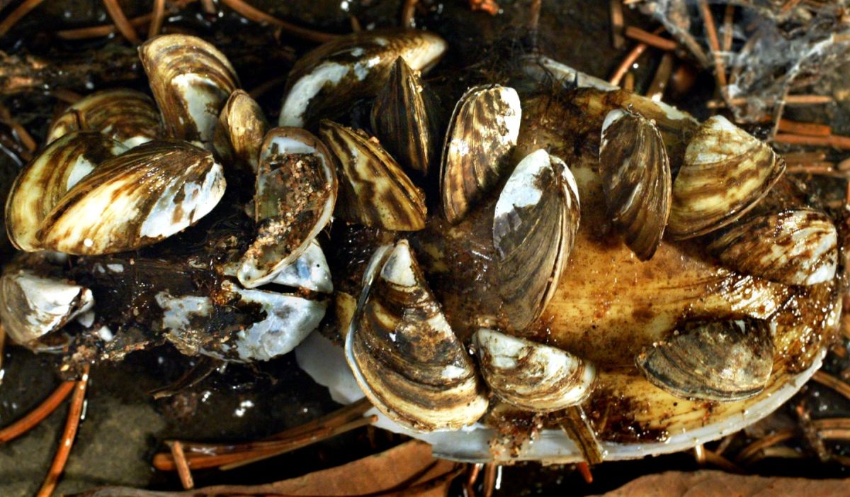 How to Remove Zebra Mussels From Your Boat