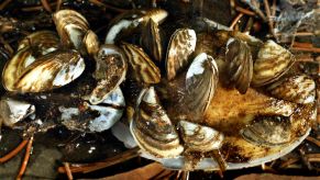 Zebra mussels found on a beach in Superior, Wisconsin