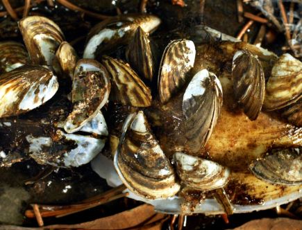 How to Remove Zebra Mussels From Your Boat