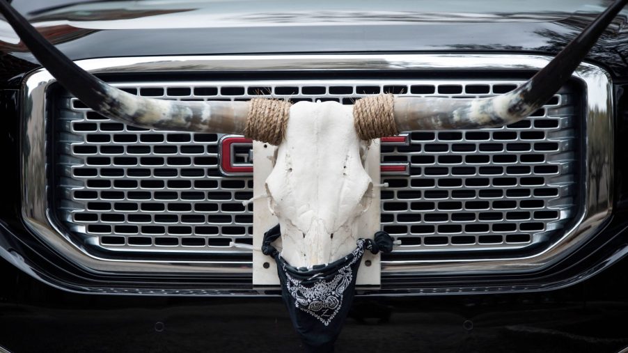 a cow skull mounted to a pickup truck grille