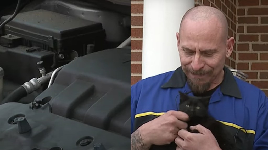 Hyundai Entourage car engine bay and mechanic holding adopted kitten that he saved from engine bay