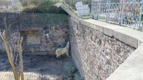 Polar bear seen in a battered enclosure at a Ukrainian zoo.
