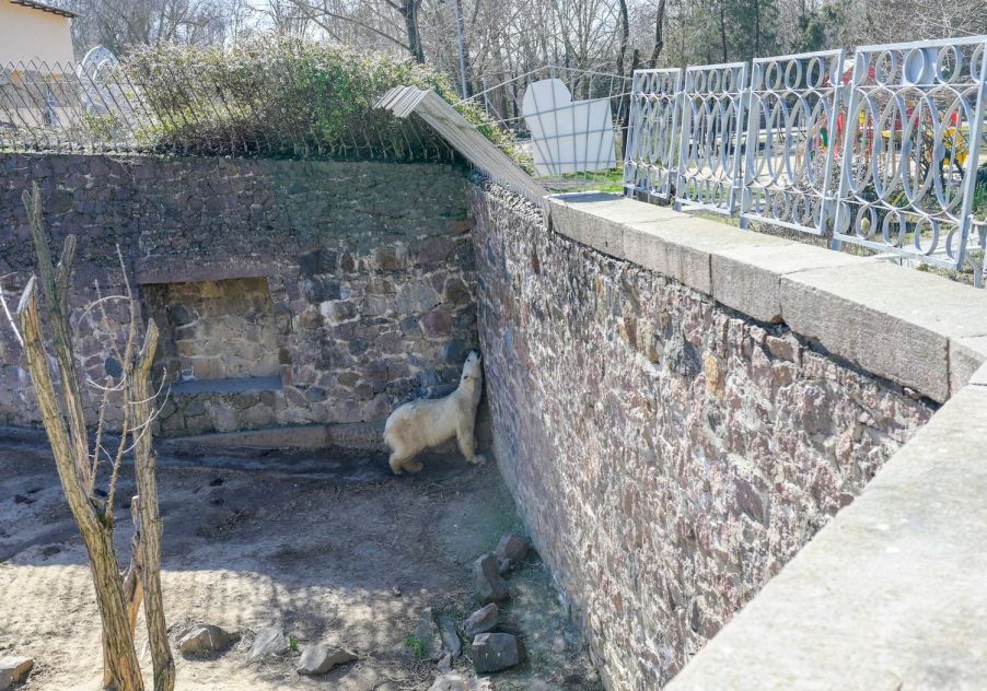 Polar bear seen in a battered enclosure at a Ukrainian zoo.