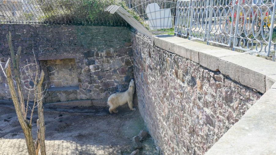 Polar bear seen in a battered enclosure at a Ukrainian zoo.