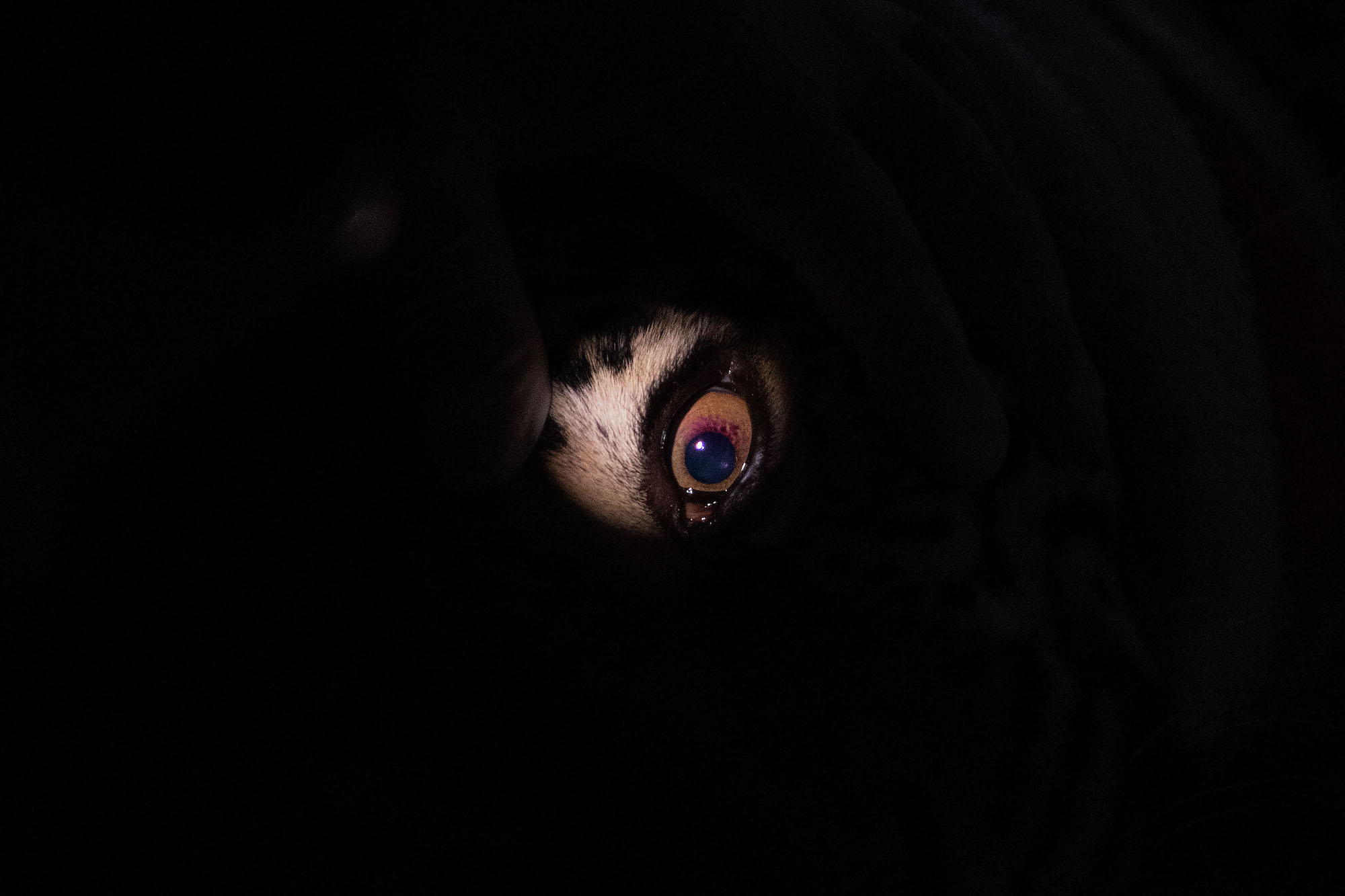 close up shot of a big jungle cat's eye