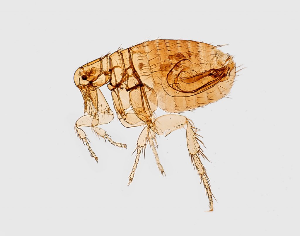 Morphological characteristic of a flea.