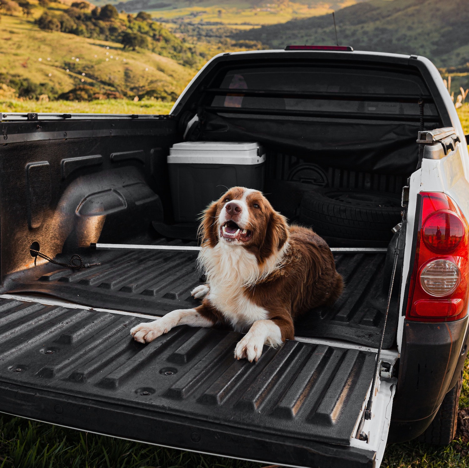 Dog in the bed of a compact pickup truck with mountains visible in the background.