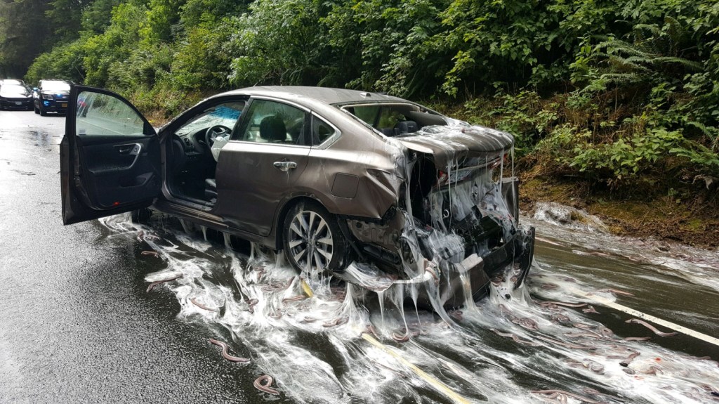 Truck carrying 'slime eels' got in an accident on an Oregon highway