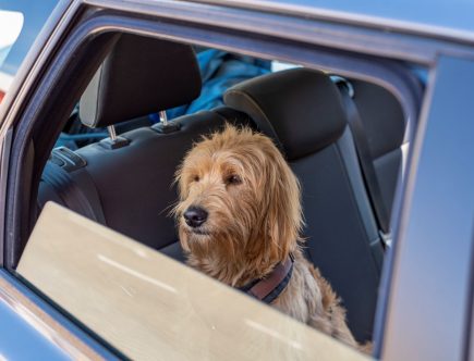 What You Should Do if You See a Pet in a Parked Car
