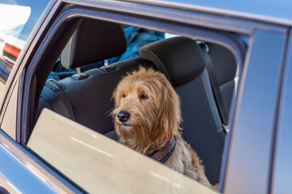 A brown dog in a car with the window rolled down.