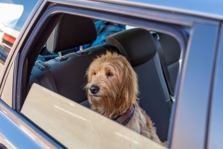 What You Should Do if You See a Pet in a Parked Car