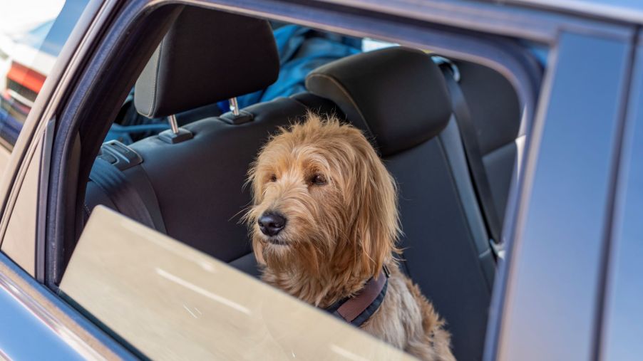 A brown dog in a car with the window rolled down.