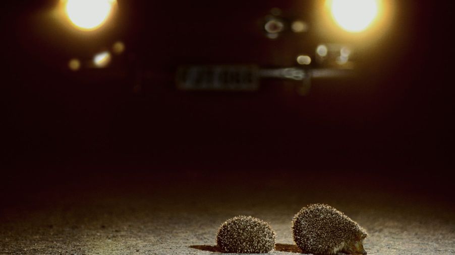 Hedgehogs illuminated by car headlights, such as 'smart headlights' approved by NHTSA