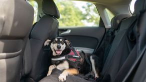 A dog named Franky sitting in a back row car seat and tied to a headrest with a harness