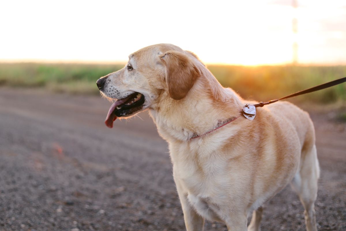 A yellow lab looks off to the side at something interesting. It wears a red collar and a red leash.