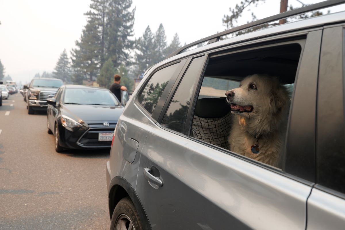 A large white dog sits in the back seat of a vehicle looking out the open window. Its eyes are very wide with anxiety and its face is concerned.