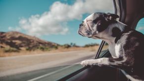 A Boston Terrier poking its face out of an open car window with its eyes closed, sniffing the air