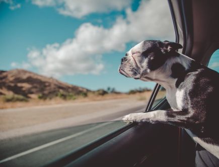 Do Dogs Get Carsick? What to Do if Fido Tosses His Cookies