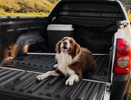 Dog Lovers Keep Your Car Clean With the Best Dog Car Seat Covers