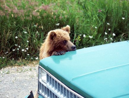 What You Should Never Do if You Find a Wild Animal in Your Car