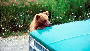wild animal inside car