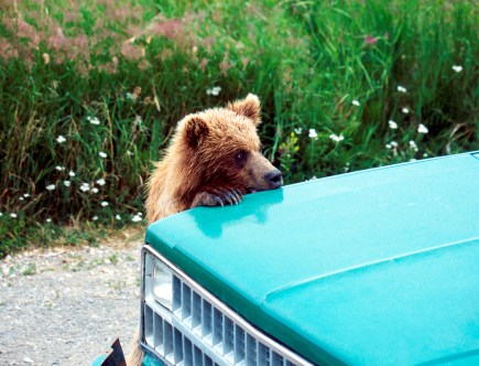 What You Should Never Do if You Find a Wild Animal in Your Car