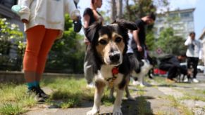 Dog being walked by a dog walker