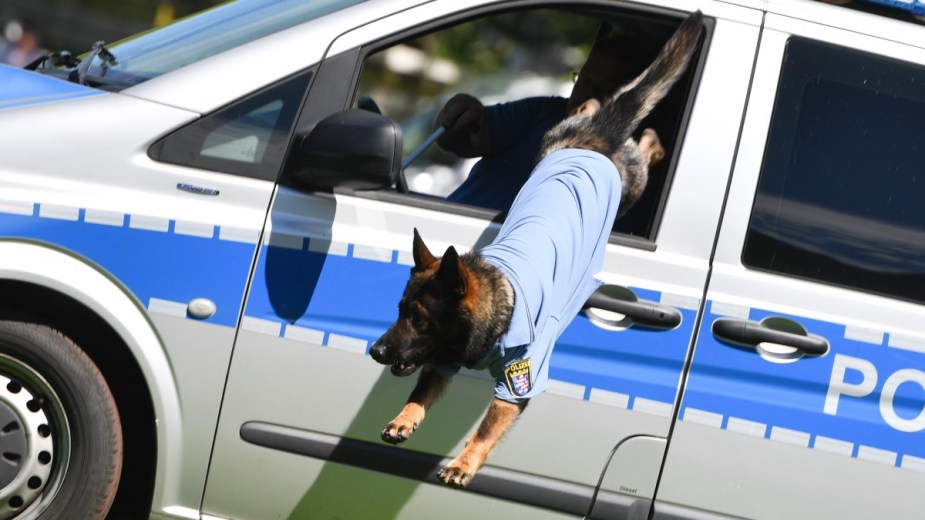 K9 dog jumping out of police car, highlighting K9 dog that died after left in hot car and officer avoided charges
