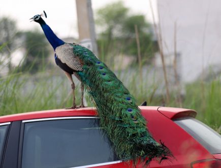 ‘Conor McGregor’ Peacock Head-Butts Cars Because He Thinks They’re a Love Rival