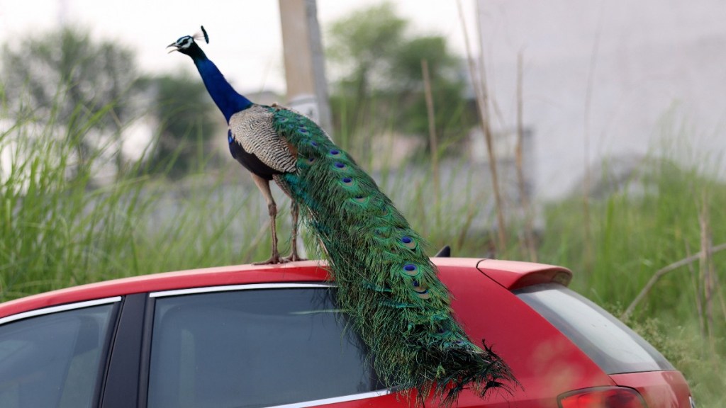 Peacock standing on top of car, highlighting "Conor McGregor" peacock that head-butts cars