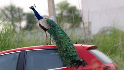 ‘Conor McGregor’ Peacock Head-Butts Cars Because He Thinks They’re a Love Rival