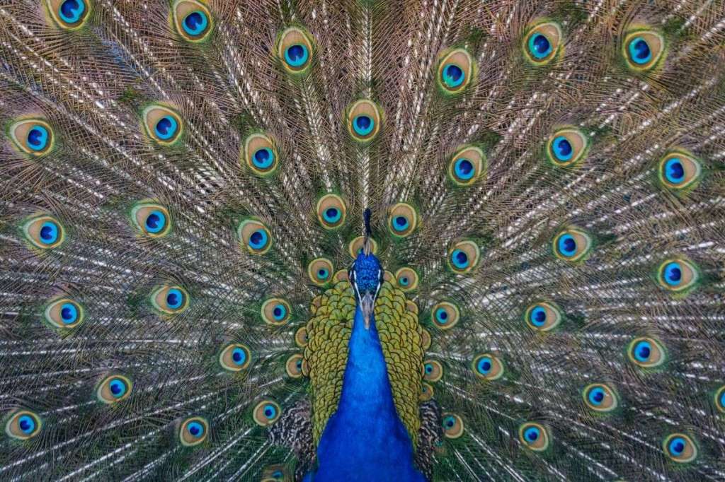 Peacock with its feathers spread out, highlighting "Conor McGregor" peacock that head-butts cars