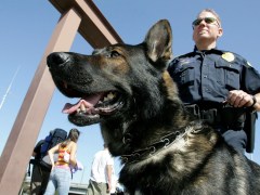 K9 Dog Died After Left in Hot Police Car, Cop Avoids Charges