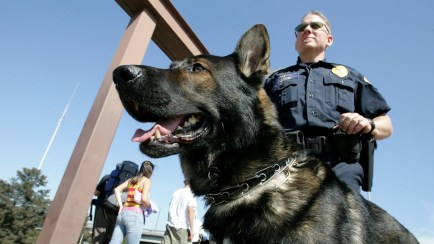 K9 Dog Died After Left in Hot Police Car, Cop Avoids Charges