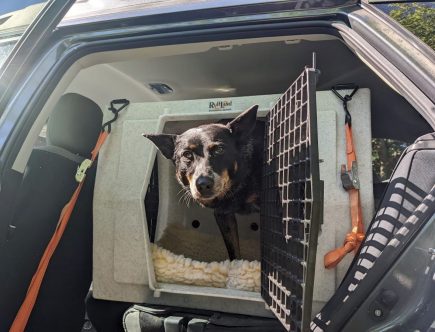 6 Reasons to Crate Your Dog in the Car