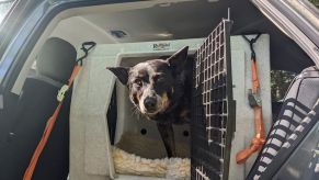 A medium-sized Australian Cattle Dog pokes her head out of the open door of a Ruffland dog car crate