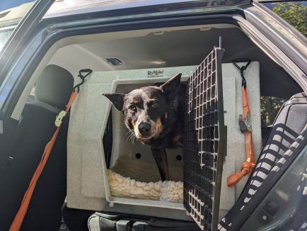 6 Reasons to Crate Your Dog in the Car