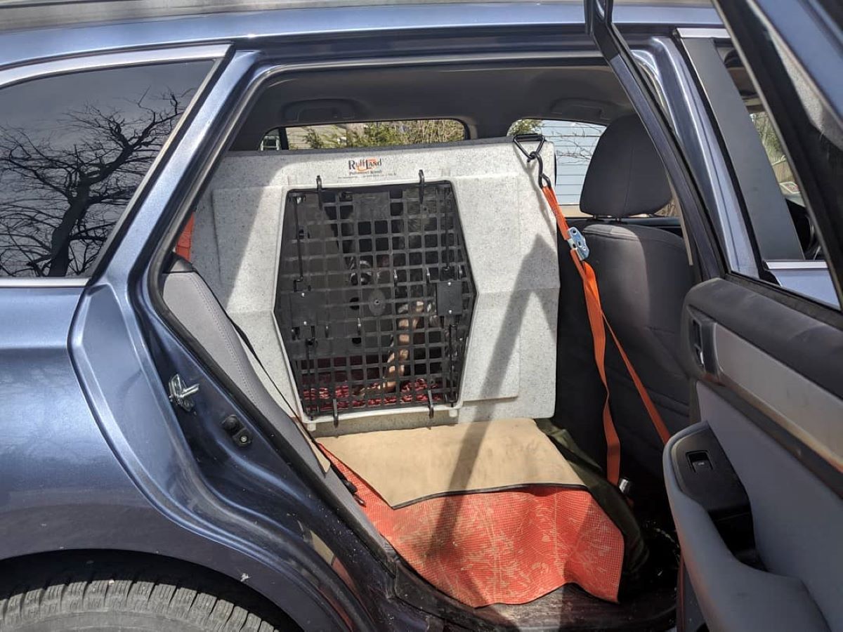 An Australian Cattle dog sits in a closed dog car crate that is secured by ratchet straps in a Subaru.