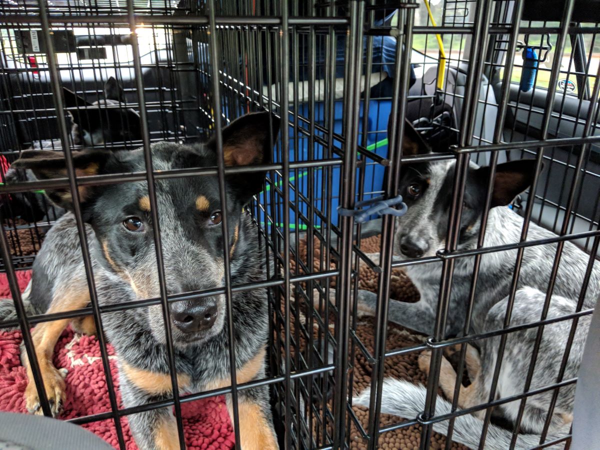 Two Australian Cattle Dogs crated separately in two wire dog crates in the car