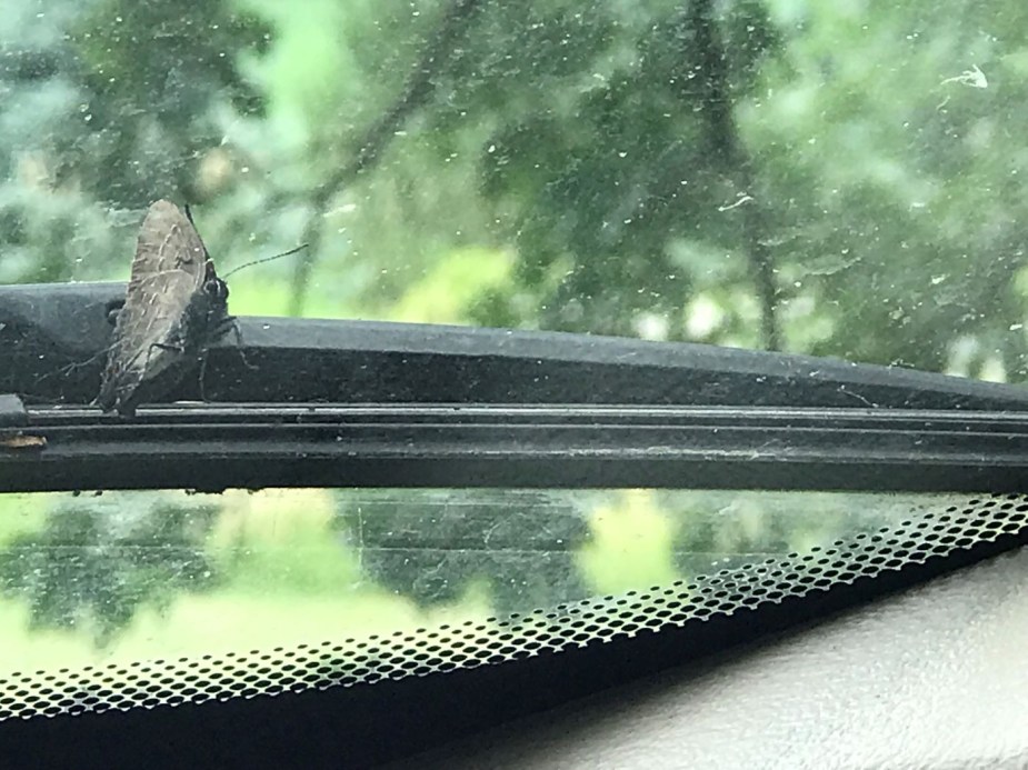 Butterfly and small black dots, aka frits, on a car windshield