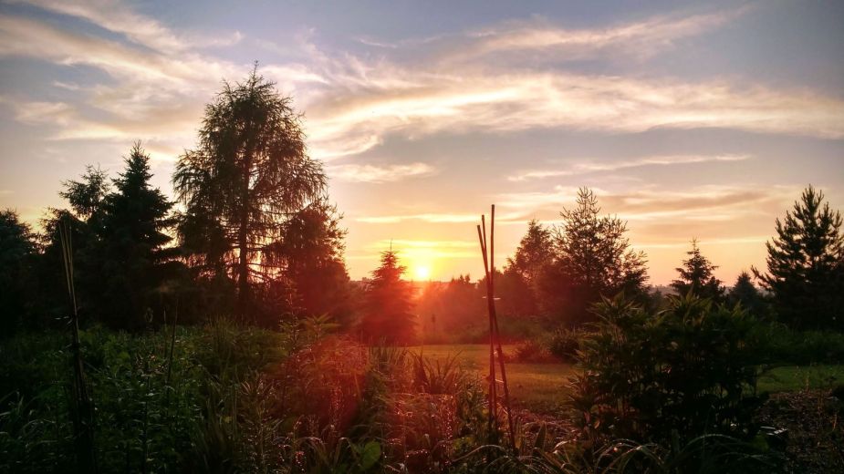 Sunset over gardens and tall grass, highlighting reasons to not mow your lawn