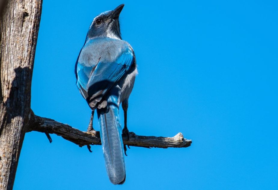 Bluebird on a tree branch, highlighting why birds poop on cars and ways to prevent it