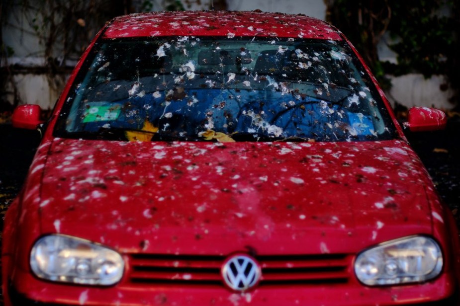 Bird poop on a red Volkswagen, highlighting why birds poop on cars and ways to prevent it