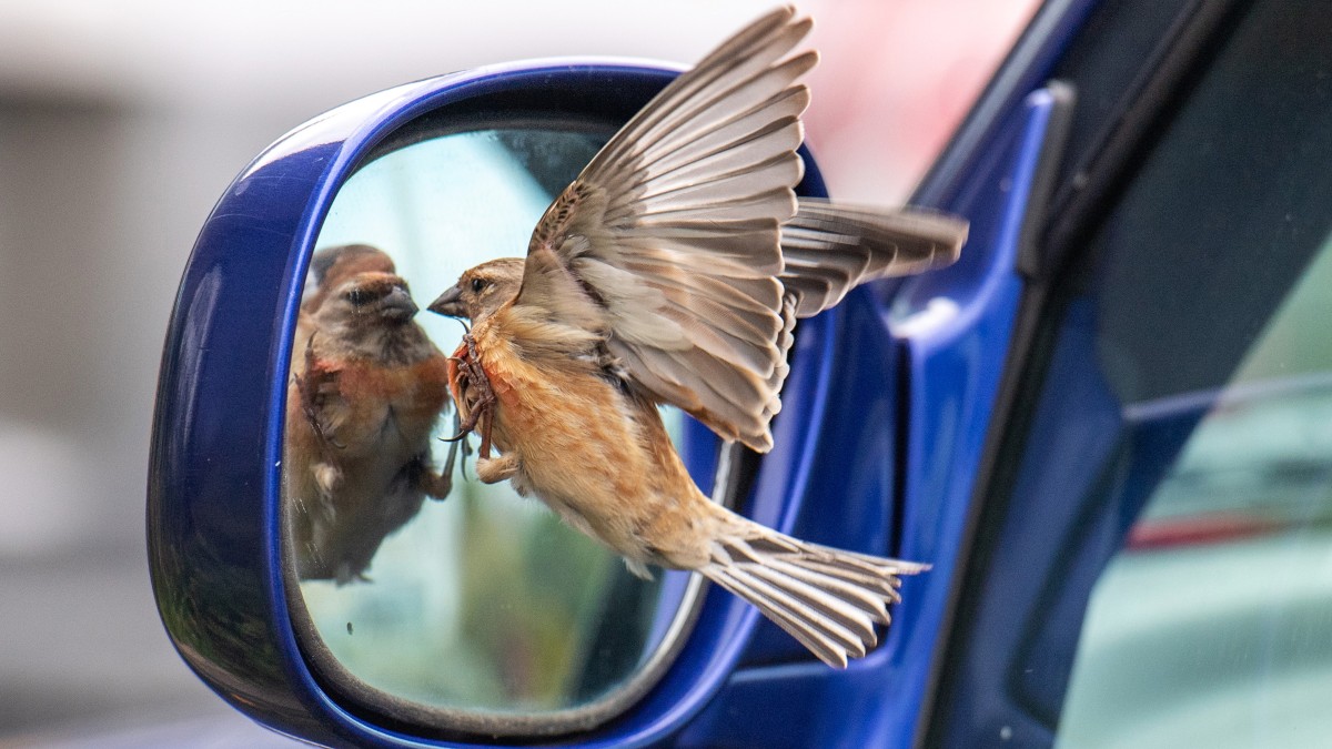 Why Do Birds Poop on Cars? — How to Stop the Bomb Drops