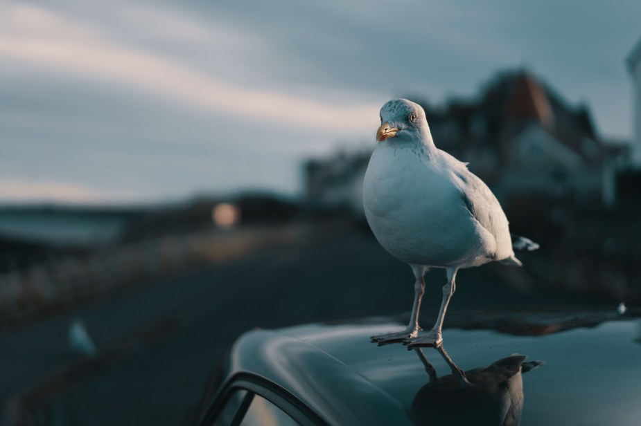 How To Keep Birds Off Your Car