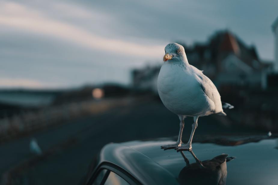 Seagull standing on the roof of a car, highlighting why birds climb on cars and ways to prevent it