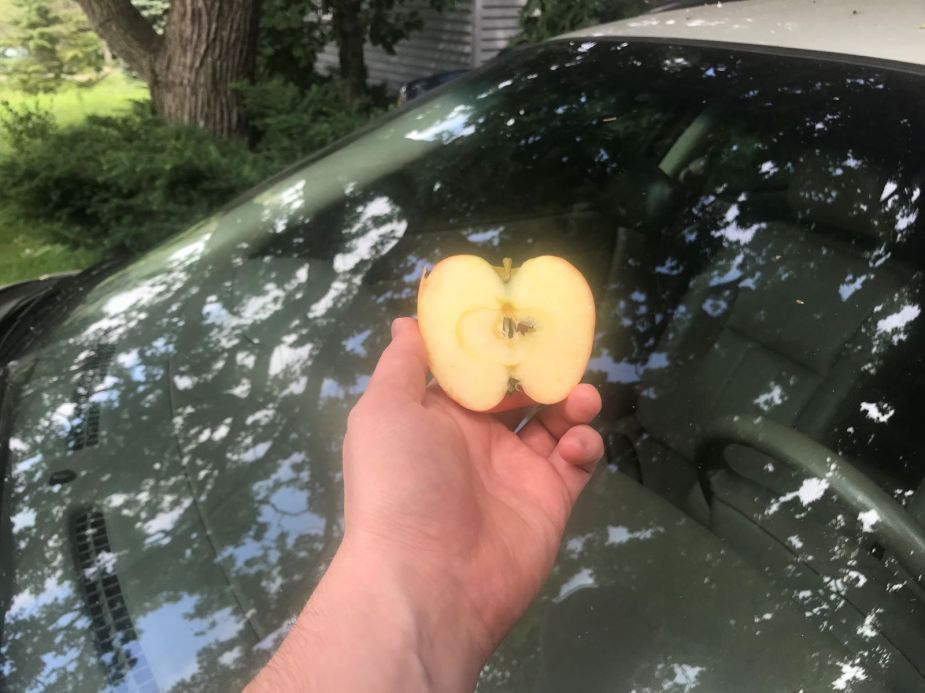 Cut apple held over a car windshield, highlighting the secret trick for rubbing an apple on a windshield.jpg