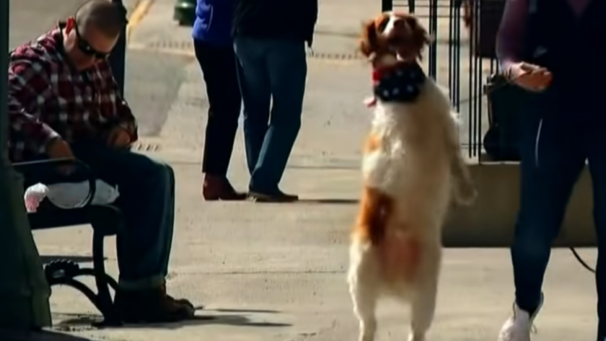 Dexter the three-legged dog walks upright like a human after a car accident
