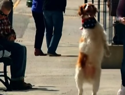 After Car Accident, 3-Legged Dog Walks Upright Like a Human