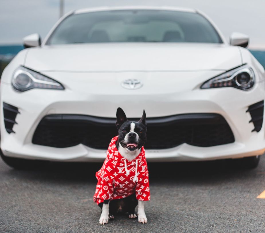 Dog Sitting In Front Of A Toyota, Why Dogs Chase Cars And How To Stop It 
